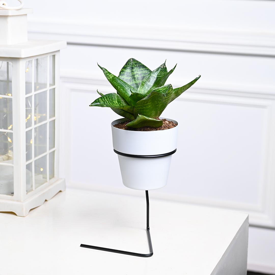 Snake Plant in White Pot with Slide Stand