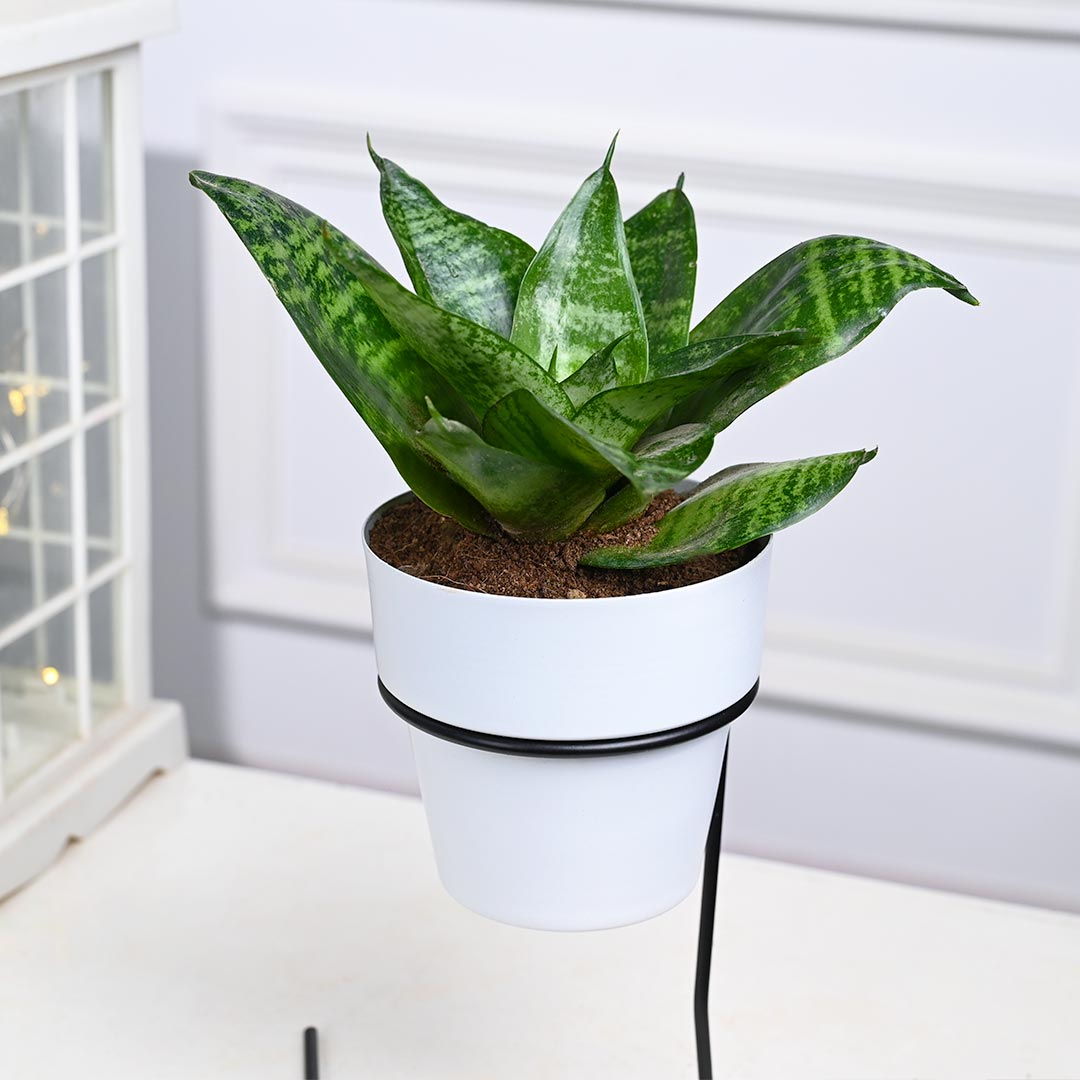 Snake Plant in White Pot with Slide Stand