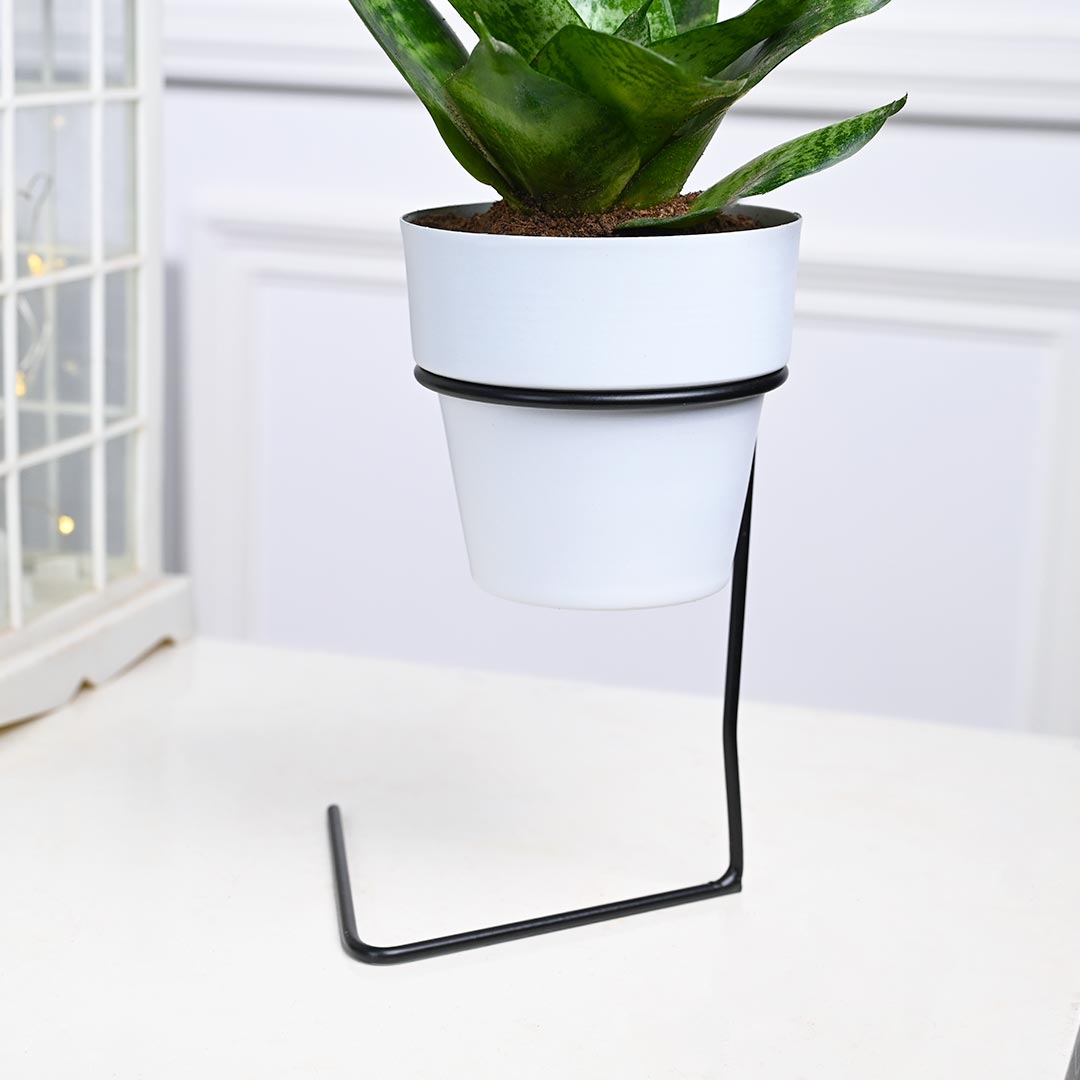 Snake Plant in White Pot with Slide Stand