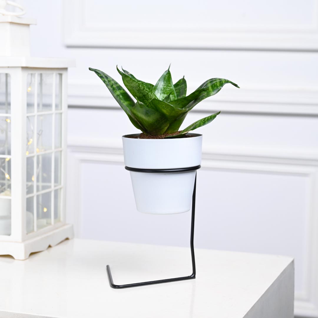 Snake Plant in White Pot with Slide Stand