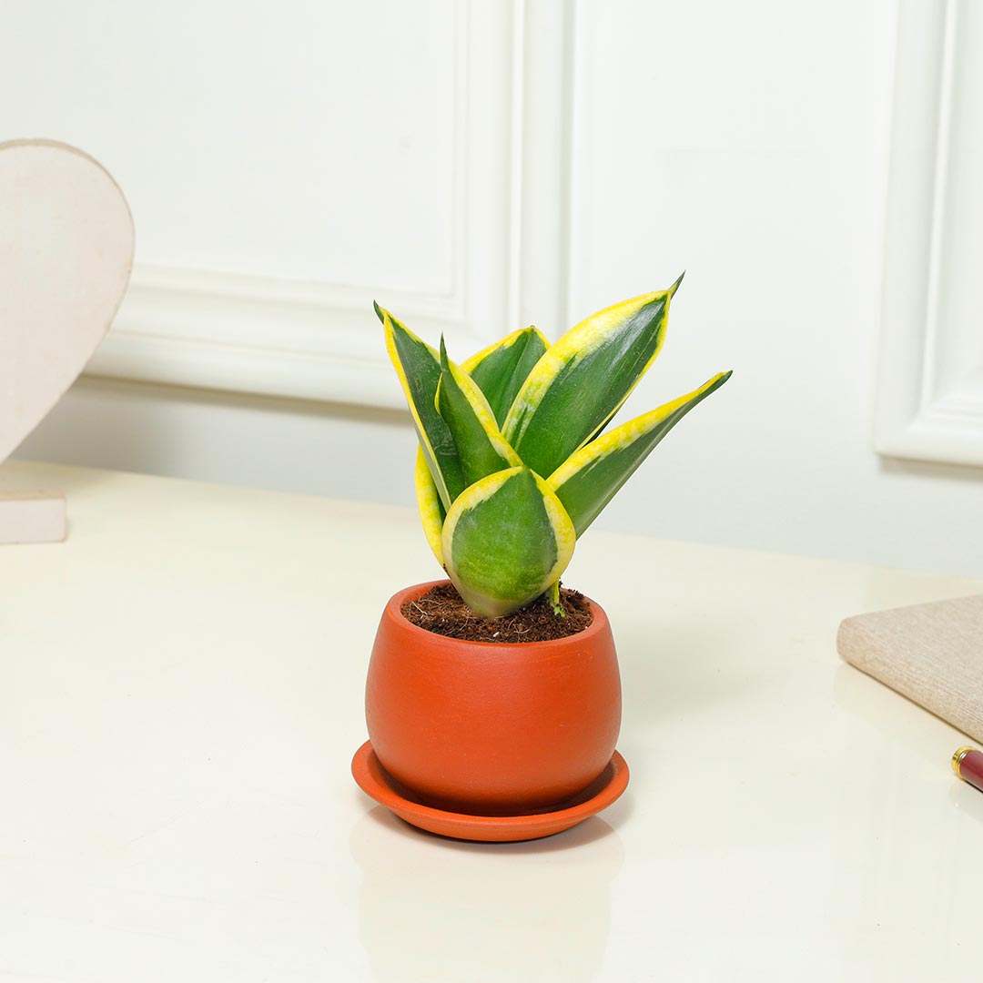 Snake Plants in a Rustic Terracotta Pot