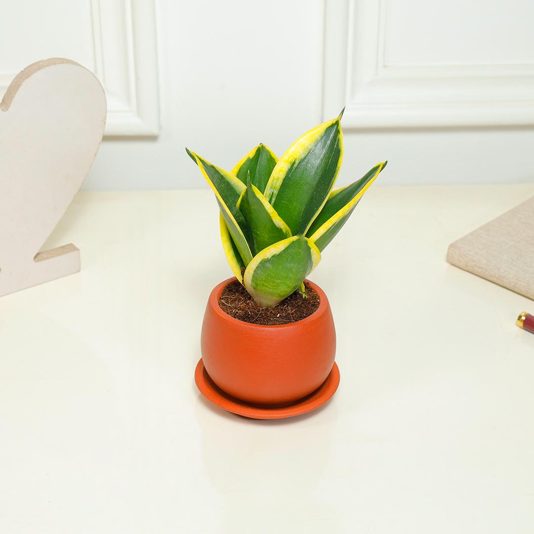 Snake Plants in a Rustic Terracotta Pot