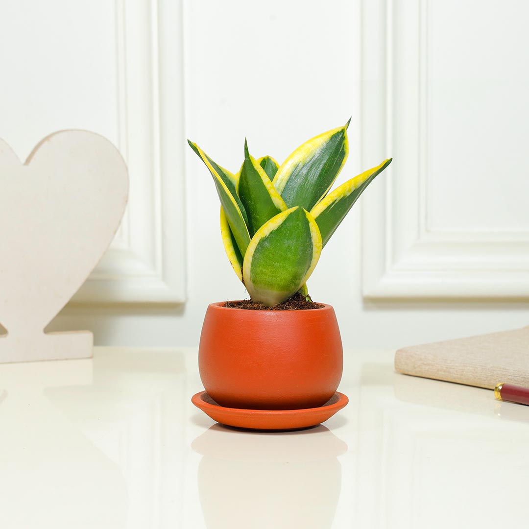 Snake Plants in a Rustic Terracotta Pot