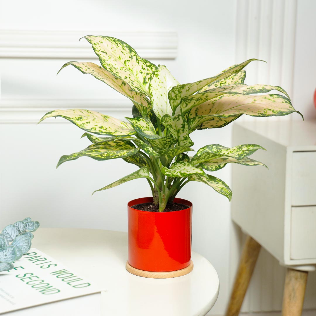 Snowy Elegance White Aglonema Plant