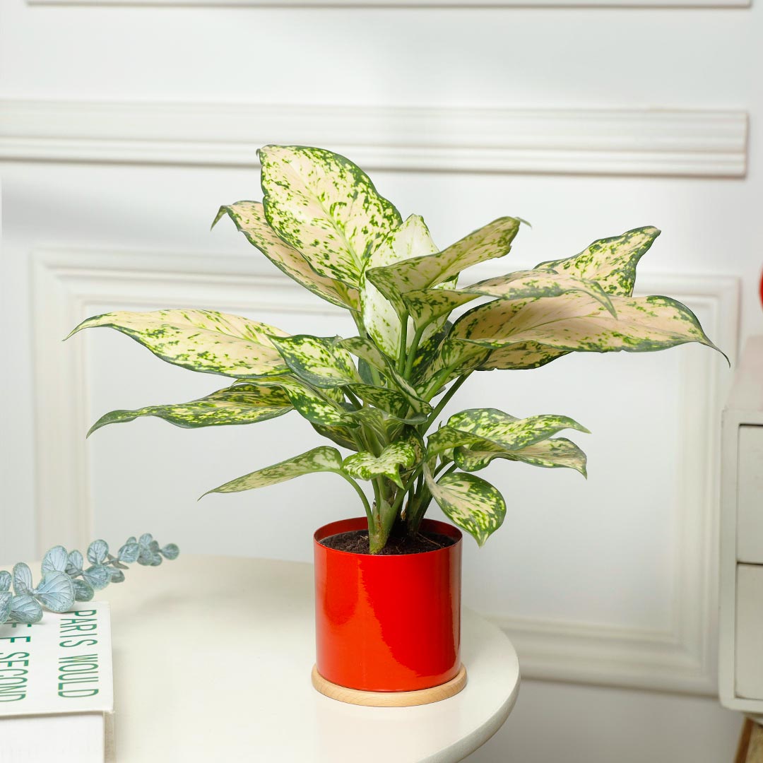 Snowy Elegance White Aglonema Plant