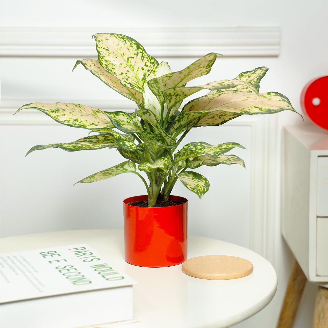 Snowy Elegance White Aglonema Plant