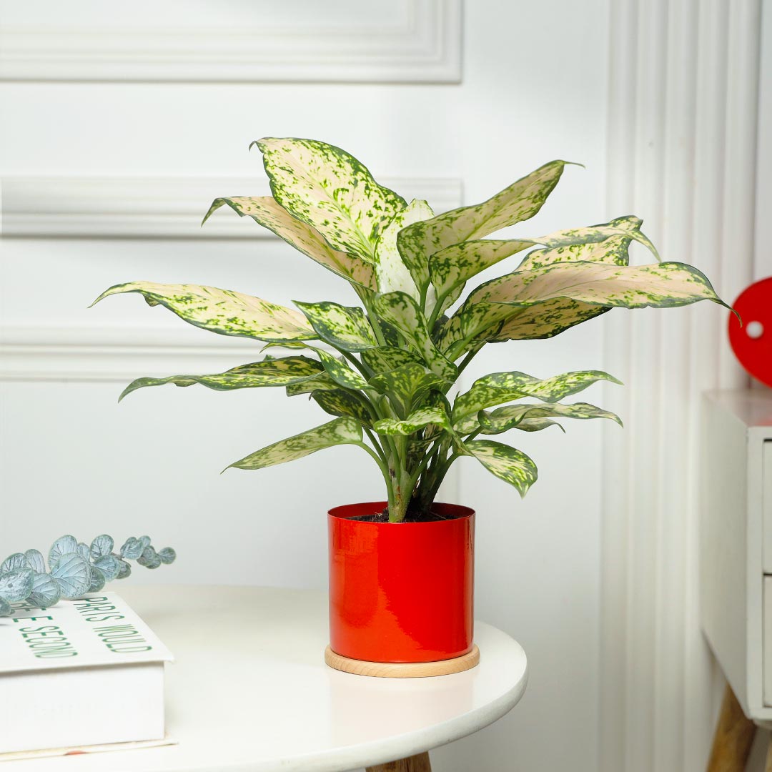 Snowy Elegance White Aglonema Plant