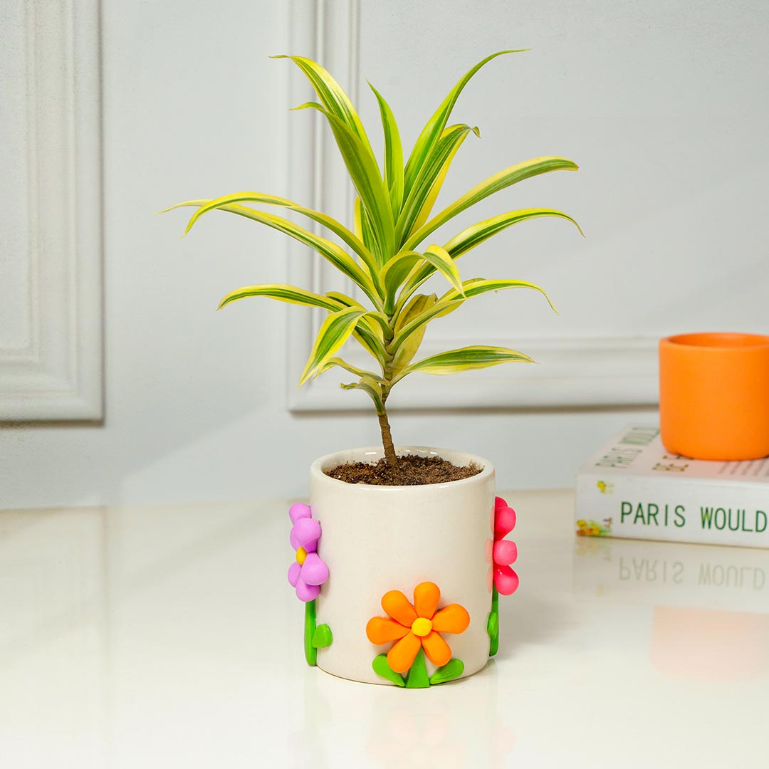 Song Of India Plant in Handcrafted Flower Pot