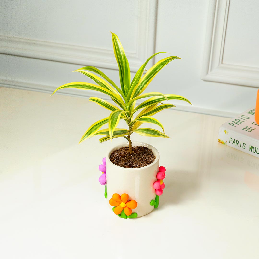 Song Of India Plant in Handcrafted Flower Pot