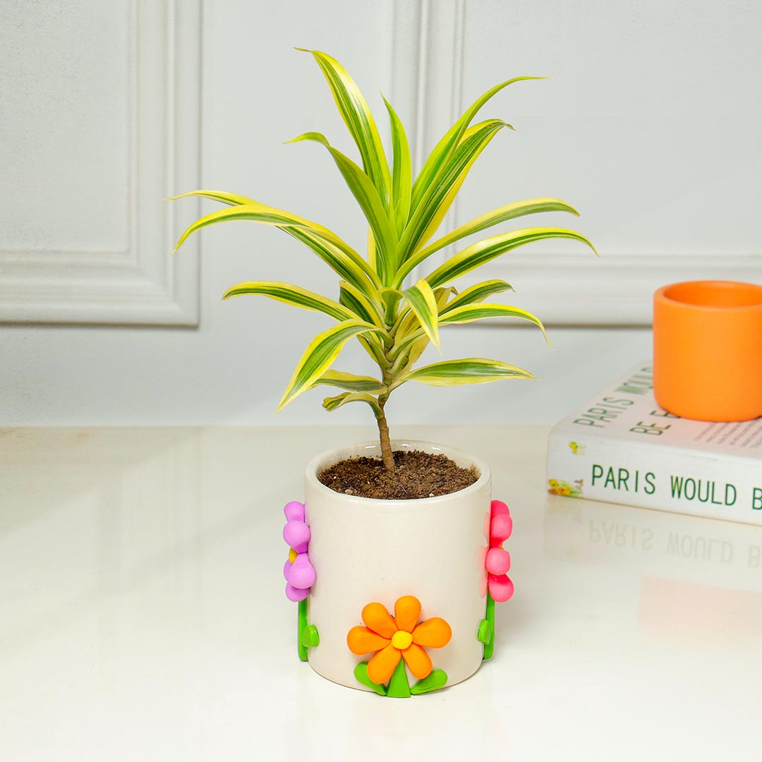 Song Of India Plant in Handcrafted Flower Pot