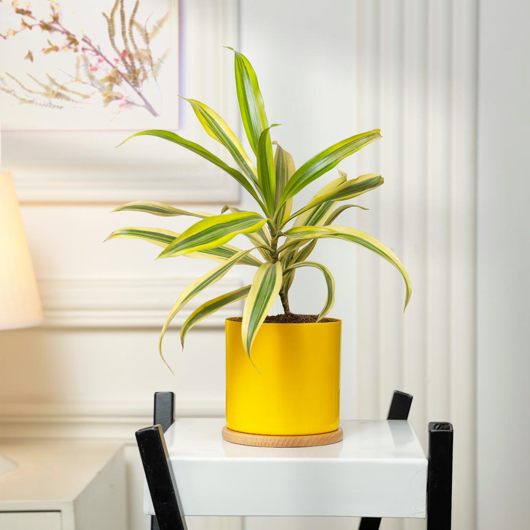 https://www.unrealgift.com/Song Of India Plant In Yellow Pot