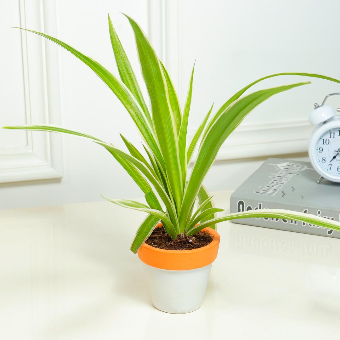 Spider Plant in a Rustic Terracotta Pot