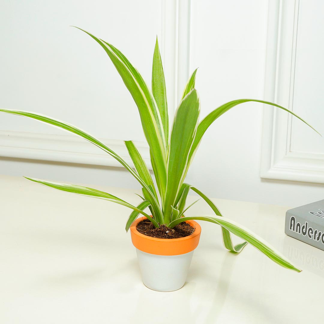 Spider Plant in a Rustic Terracotta Pot