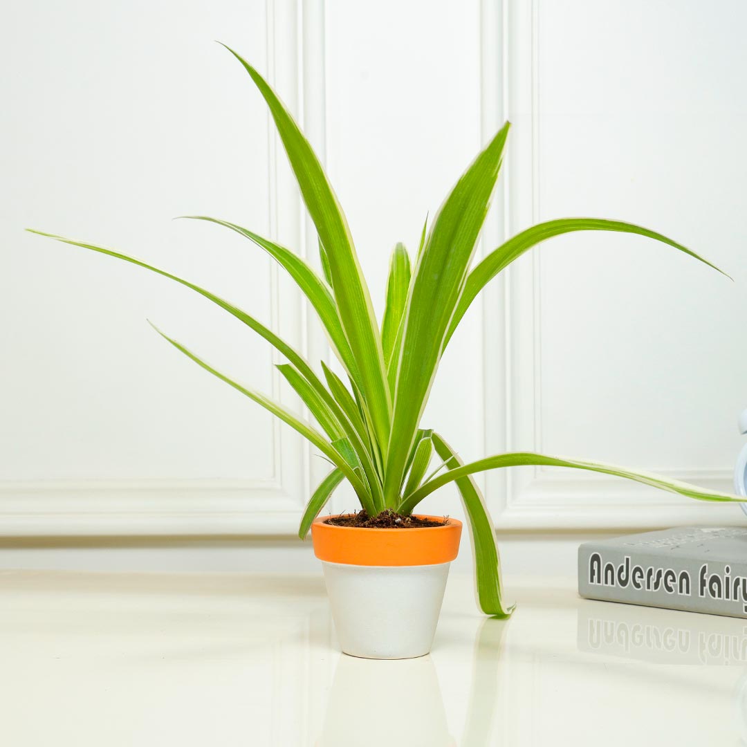 Spider Plant in a Rustic Terracotta Pot