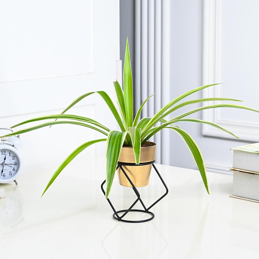 Spider Plant in Golden Pot with Stylish Stand