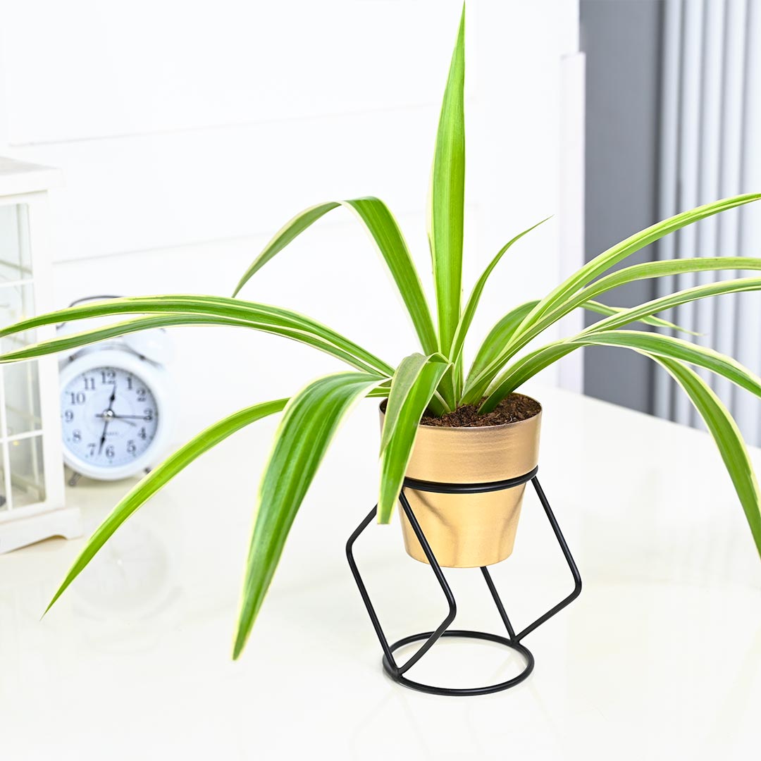 Spider Plant in Golden Pot with Stylish Stand