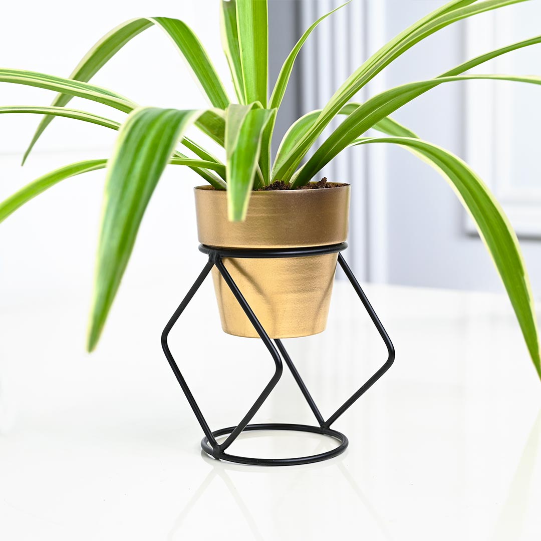 Spider Plant in Golden Pot with Stylish Stand