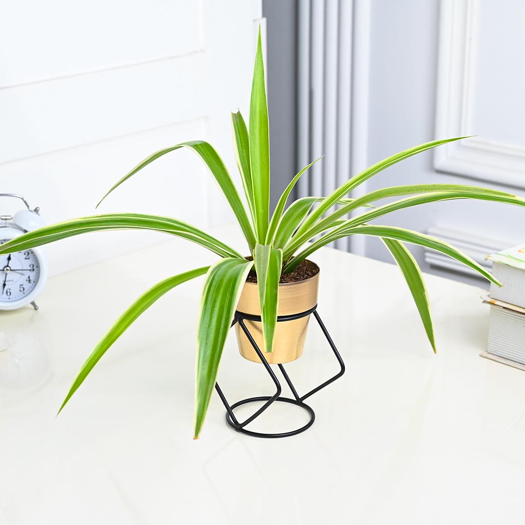 Spider Plant in Golden Pot with Stylish Stand