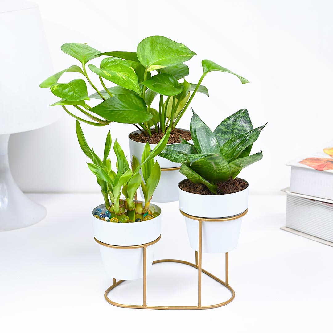 Stylish Collection Of Green Indoor Plants