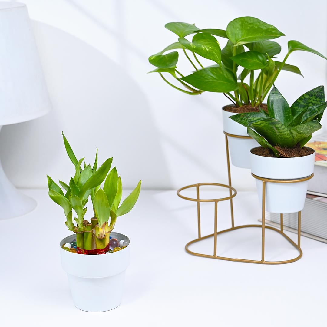 Stylish Collection Of Green Indoor Plants