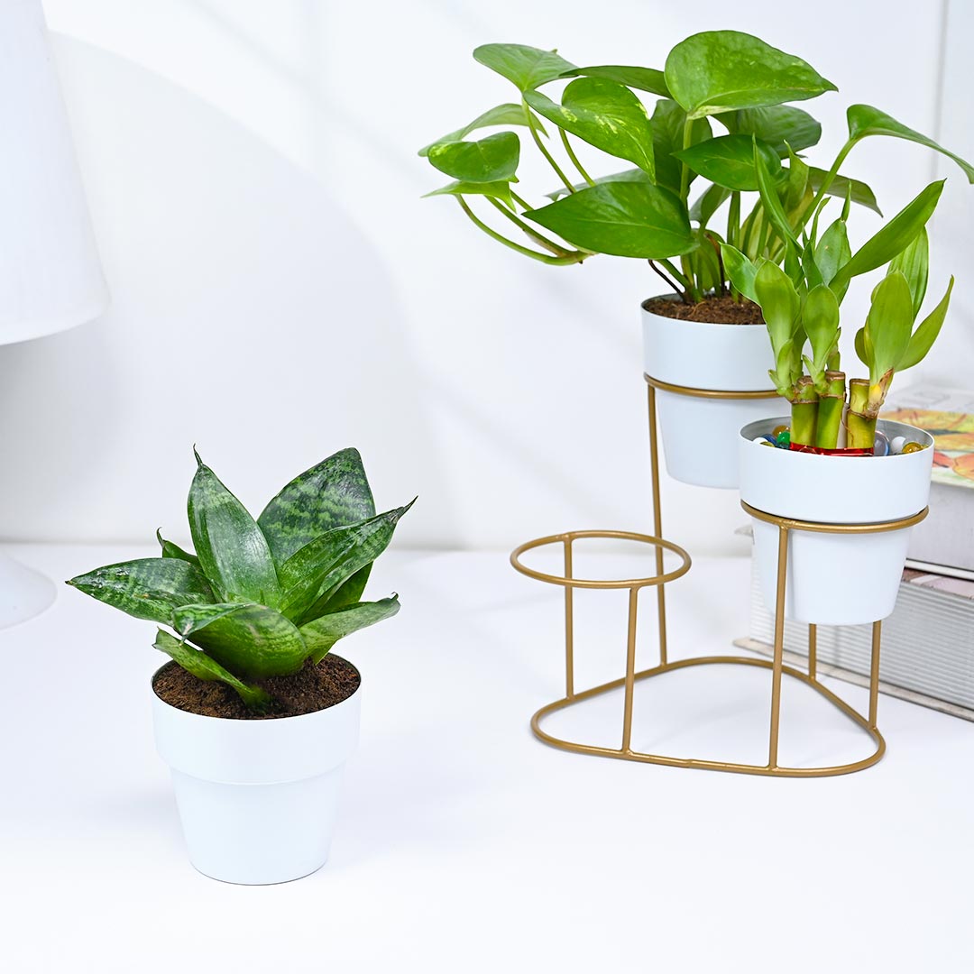 Stylish Collection Of Green Indoor Plants