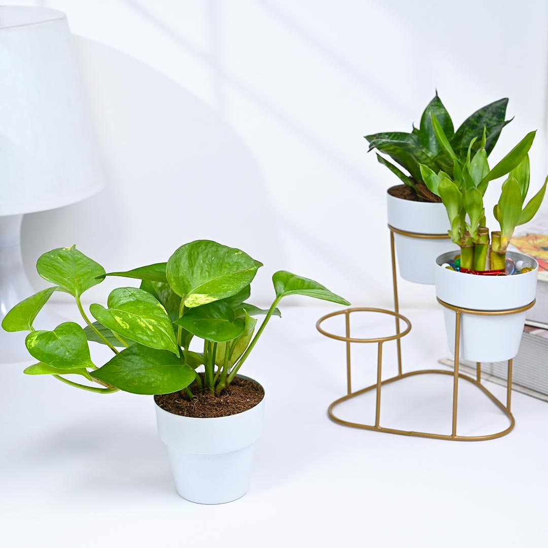 Stylish Collection Of Green Indoor Plants