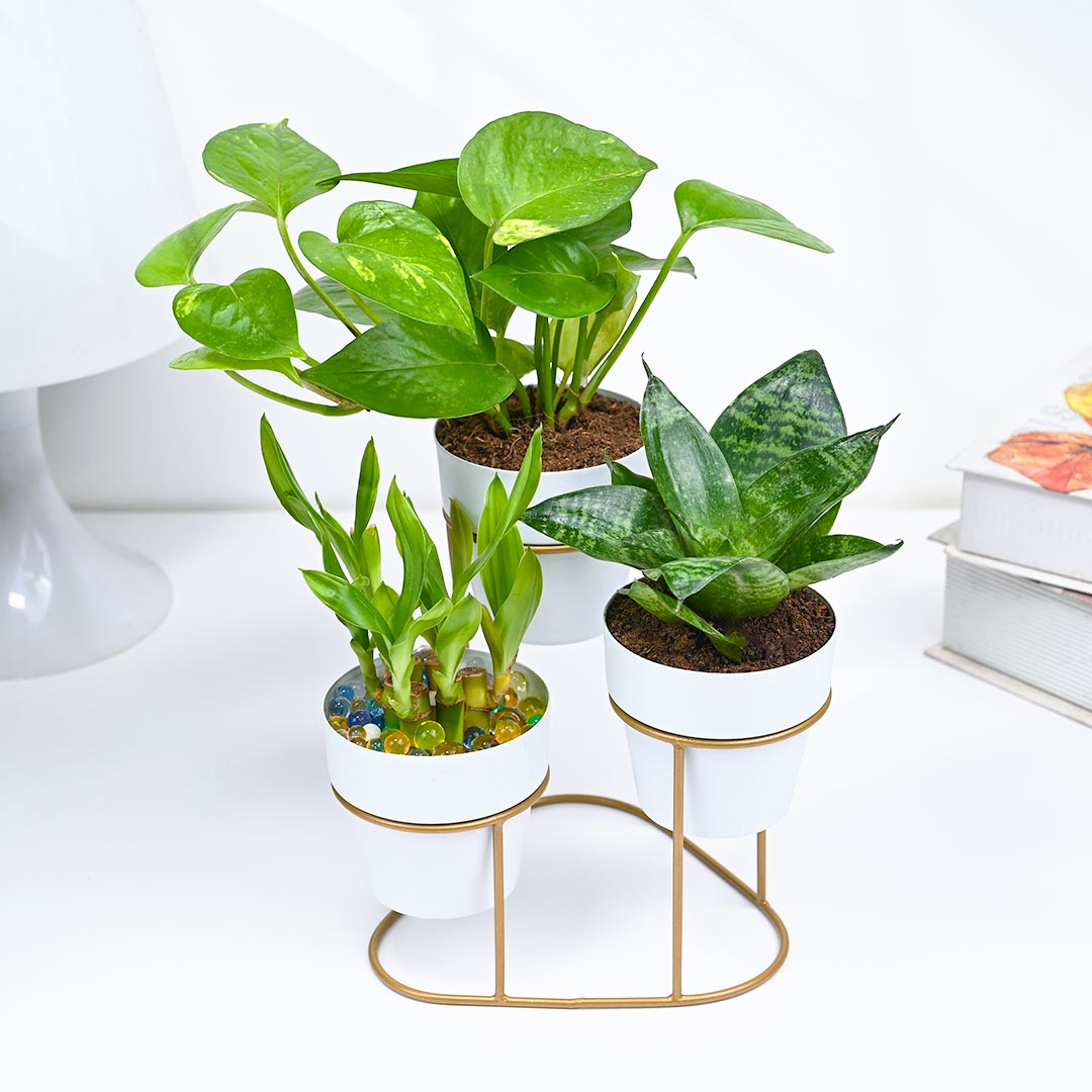 Stylish Collection Of Green Indoor Plants