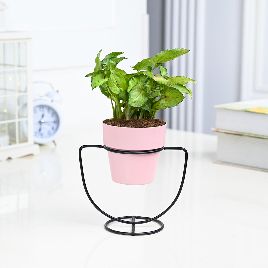 Syngonium in pink pot with U-Shape Stand