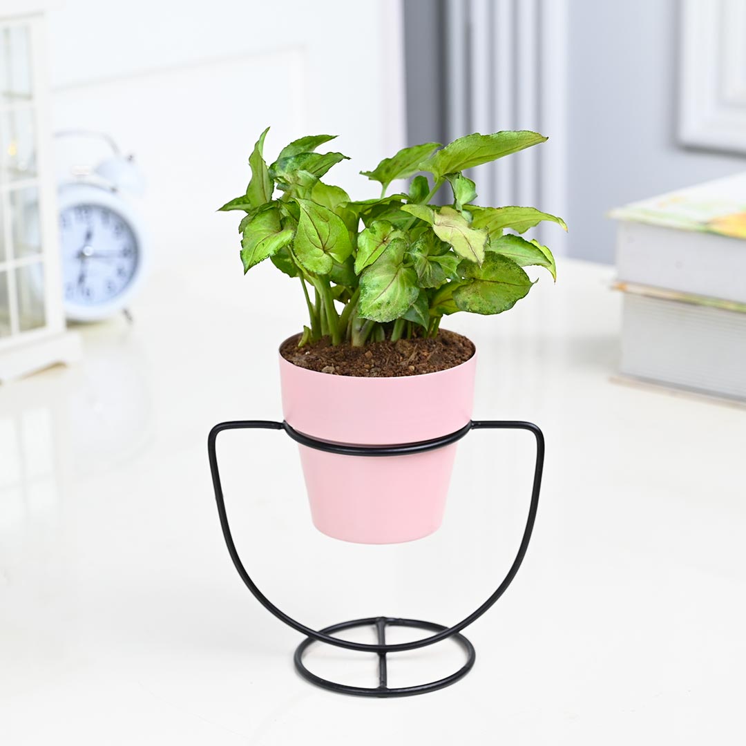 Syngonium in pink pot with U-Shape Stand