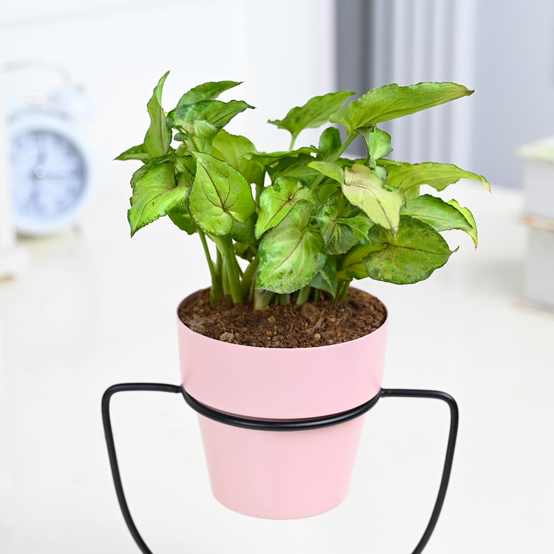 Syngonium in pink pot with U-Shape Stand