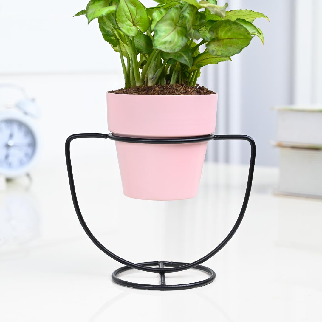 Syngonium in pink pot with U-Shape Stand