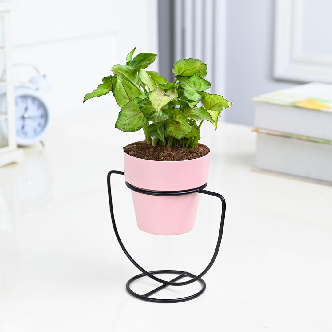 Syngonium in pink pot with U-Shape Stand