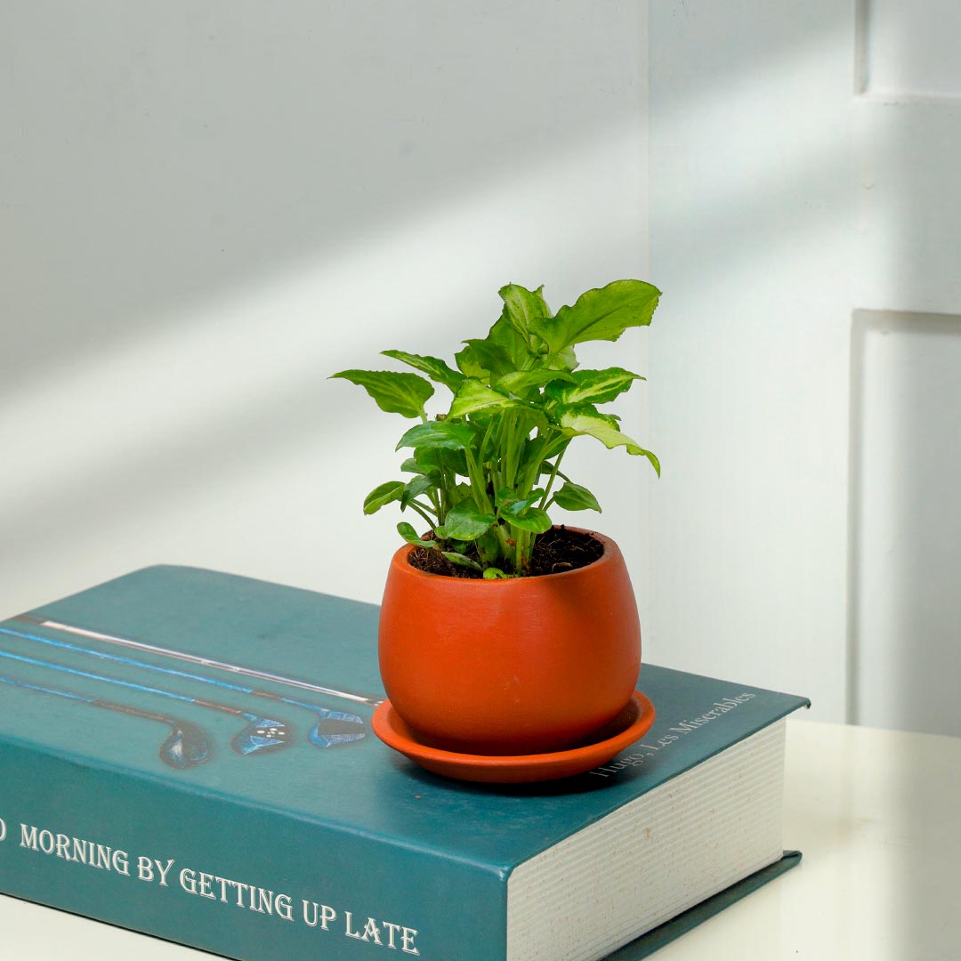 Syngonium In Rustic Terracotta Pot with Plate