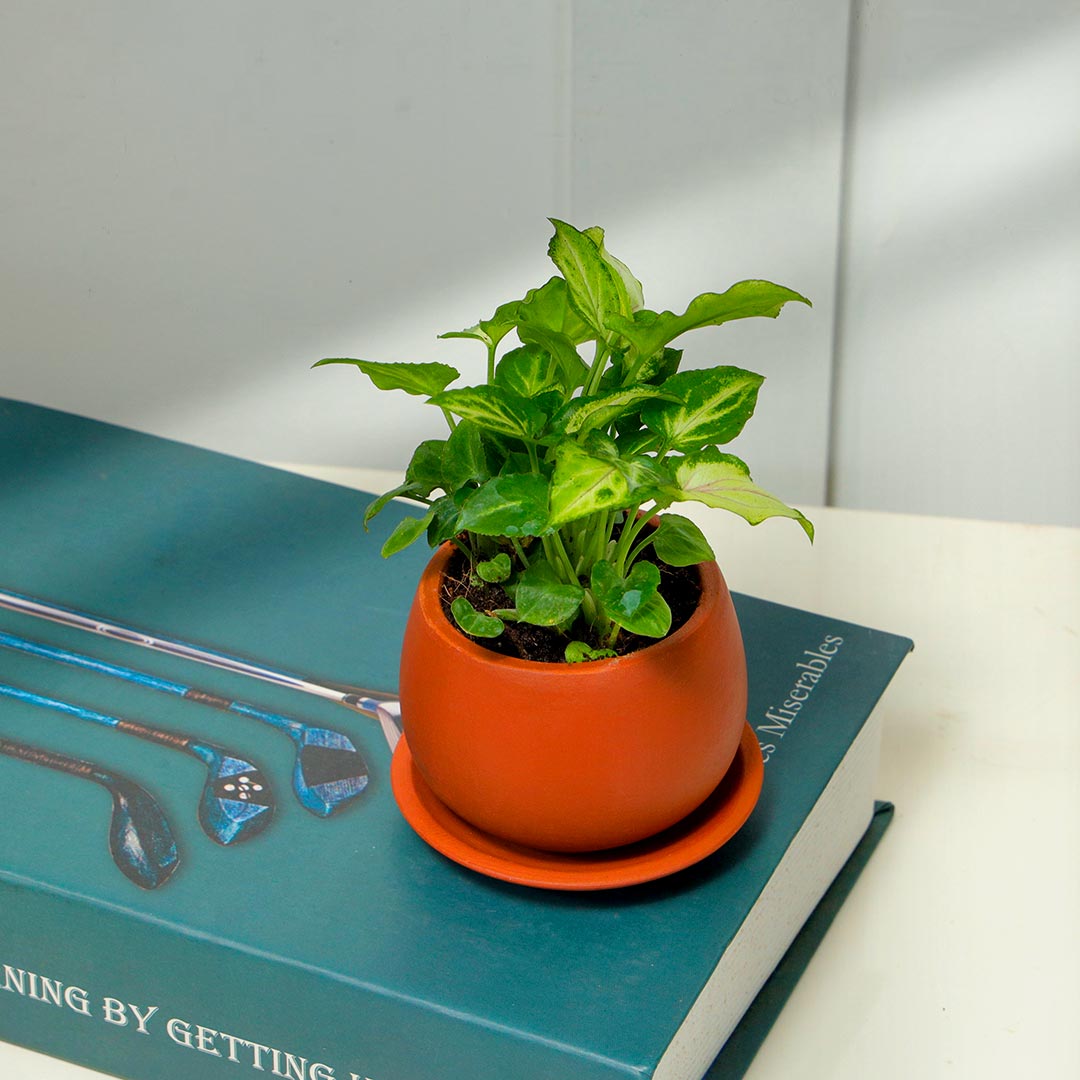 Syngonium In Rustic Terracotta Pot with Plate