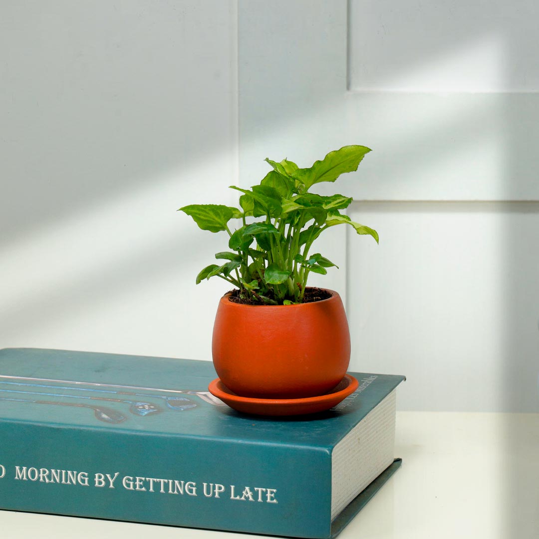 Syngonium In Rustic Terracotta Pot with Plate