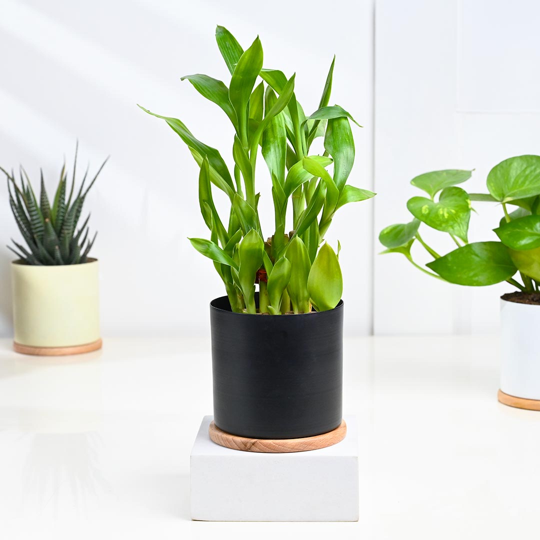 Trio Indoor Gift Plant