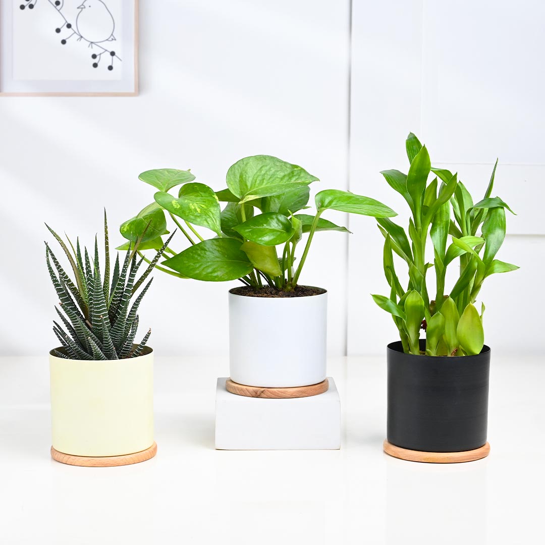 Trio Indoor Gift Plant Buy Online