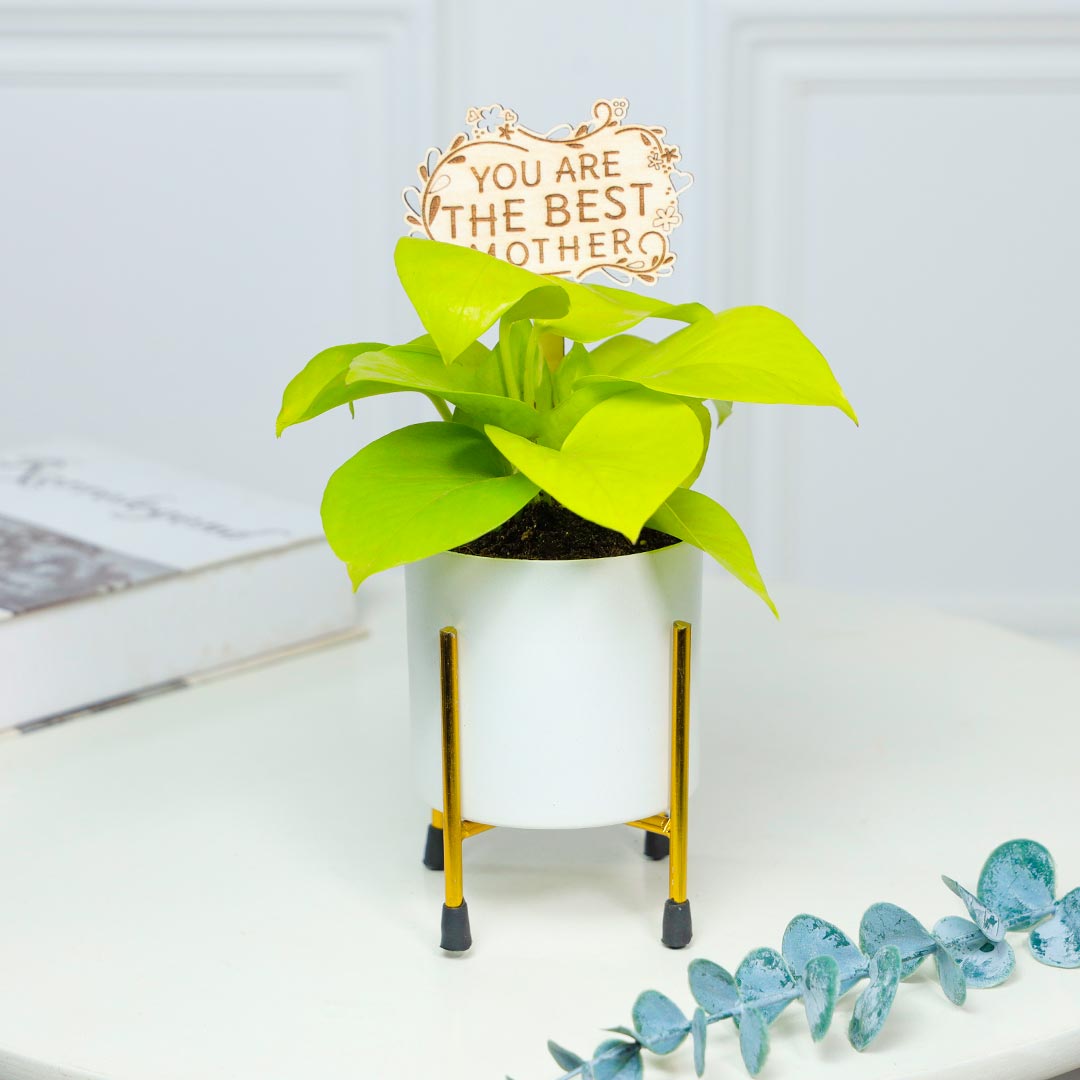 White Pot And Golden Money Plant For Best Mother