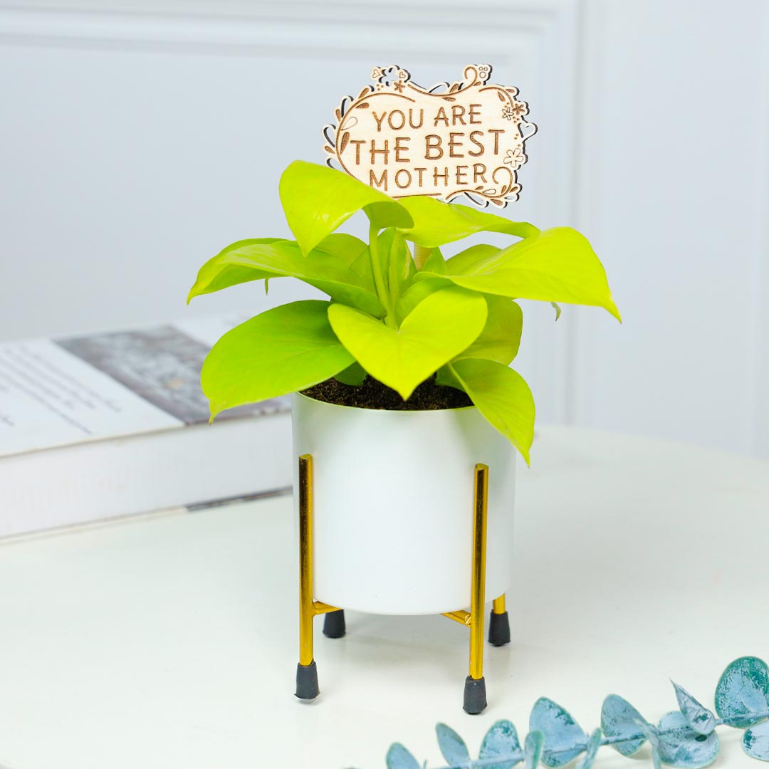 White Pot And Golden Money Plant For Best Mother