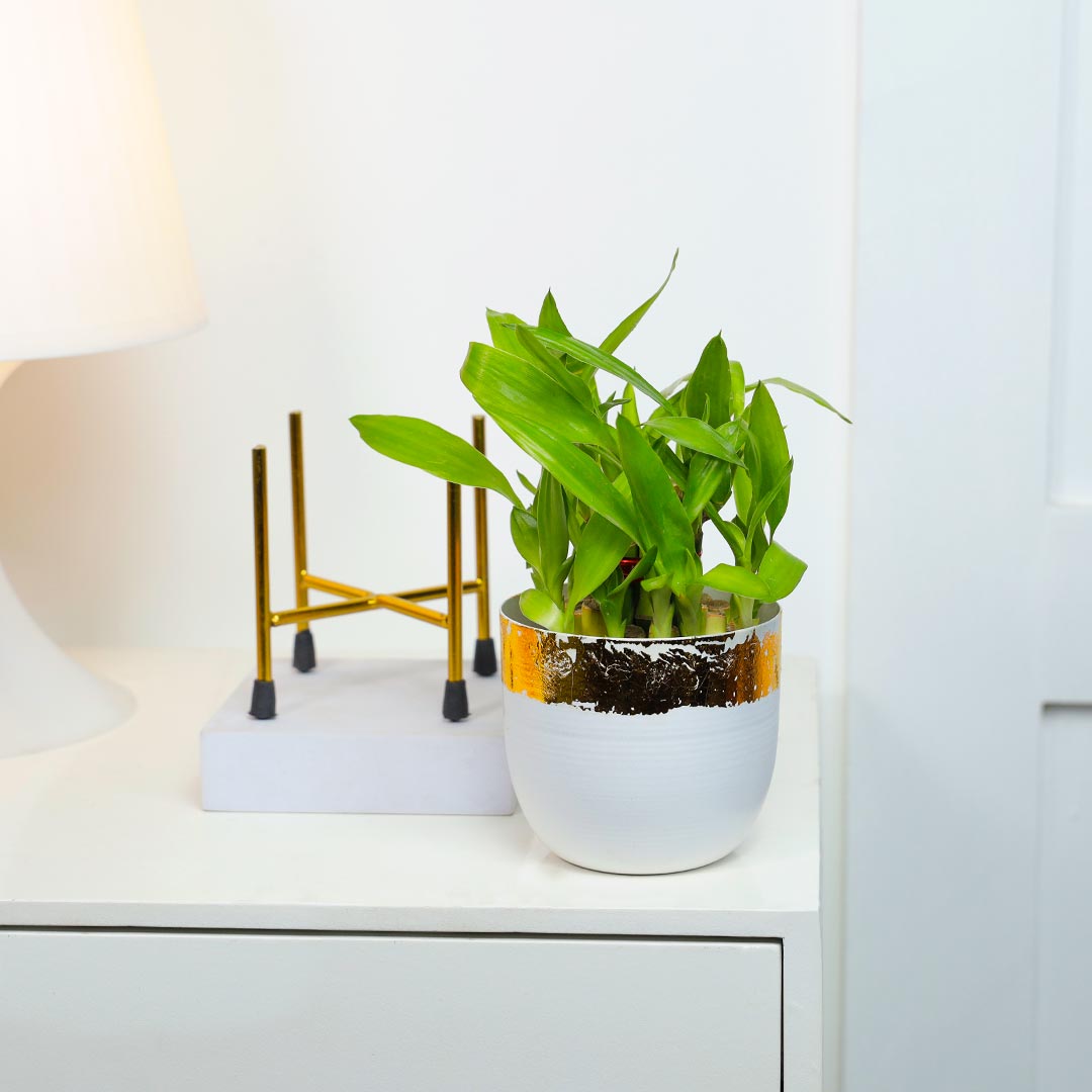 White Pot Green Bamboo Laughing Buddha