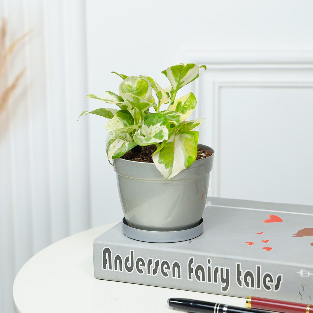 Buy White Pothos In Silver Base Plat Pot Online