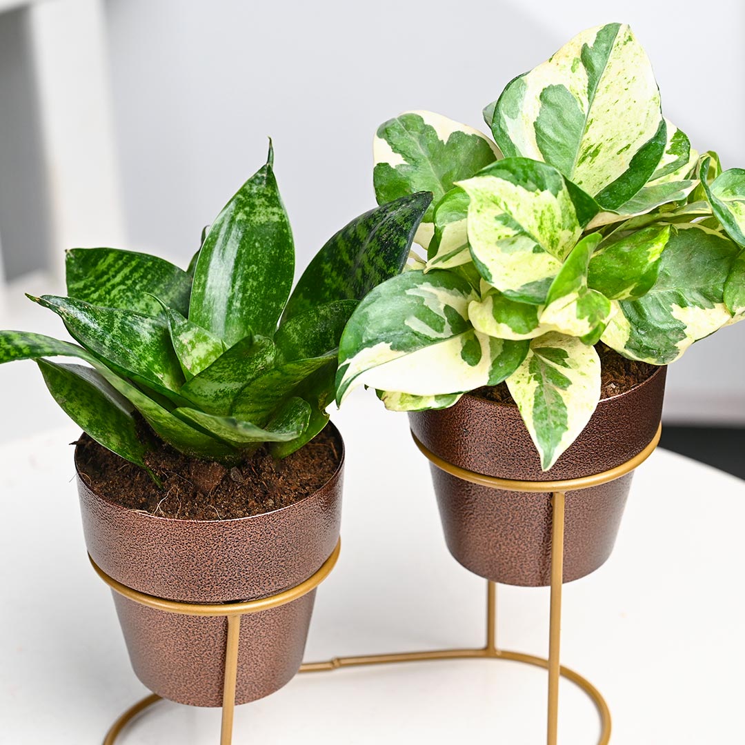 White Pothos N Snake Plants Stylish Stand