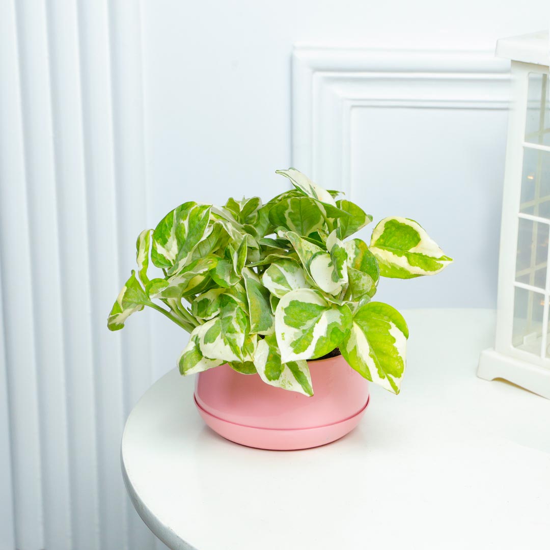 White Pothos Plant In Pretty Pink Pot