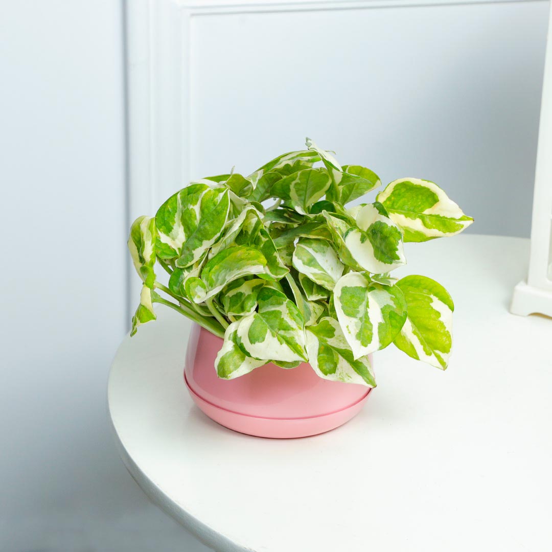 White Pothos Plant In Pretty Pink Pot