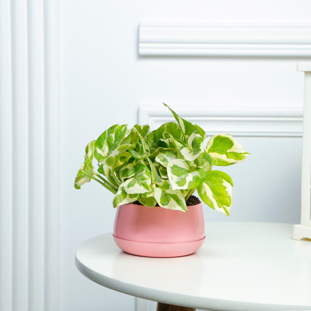 White Pothos Plant In Pretty Pink Pot