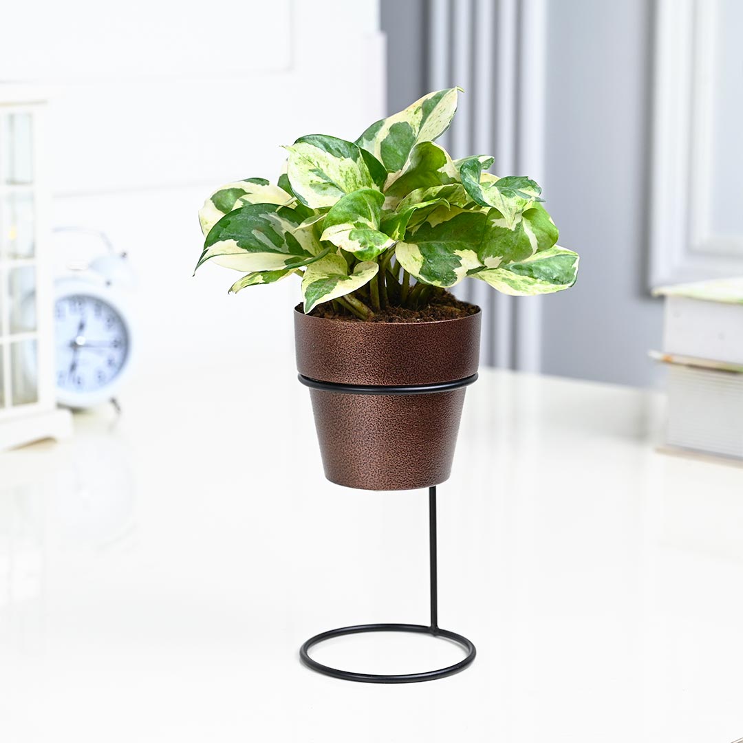 White Pothos Plant in Texture Pot with Elegant Stand