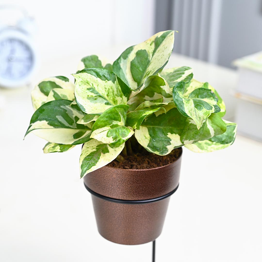 White Pothos Plant in Texture Pot with Elegant Stand