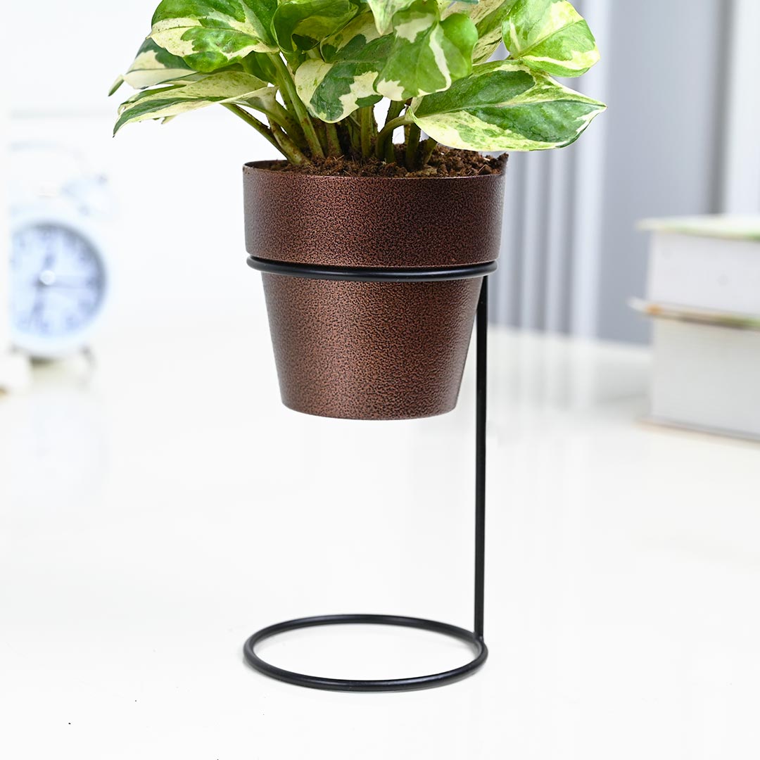 White Pothos Plant in Texture Pot with Elegant Stand