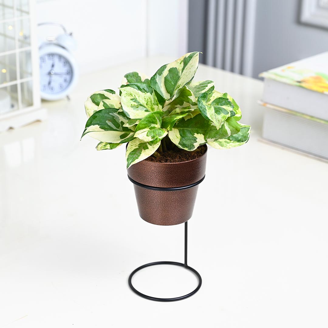 White Pothos Plant in Texture Pot with Elegant Stand