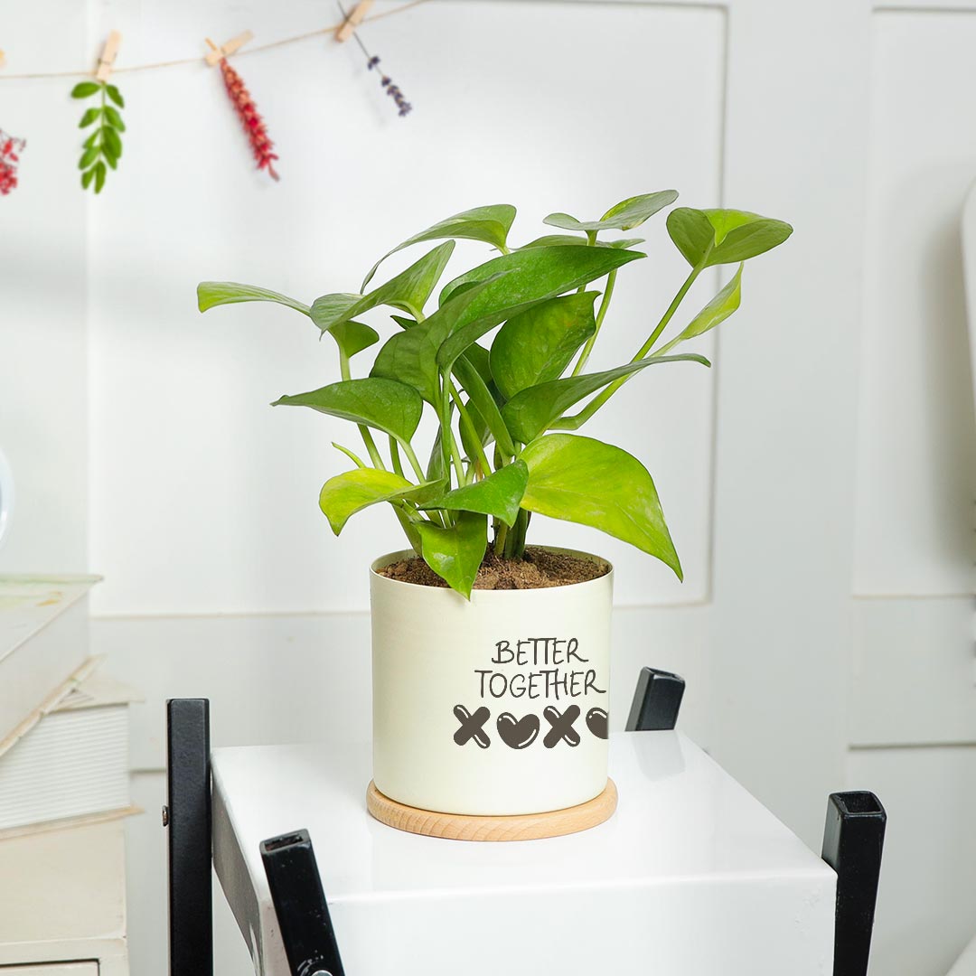 XOXO Better Together - Money Plant In Ivory Pot